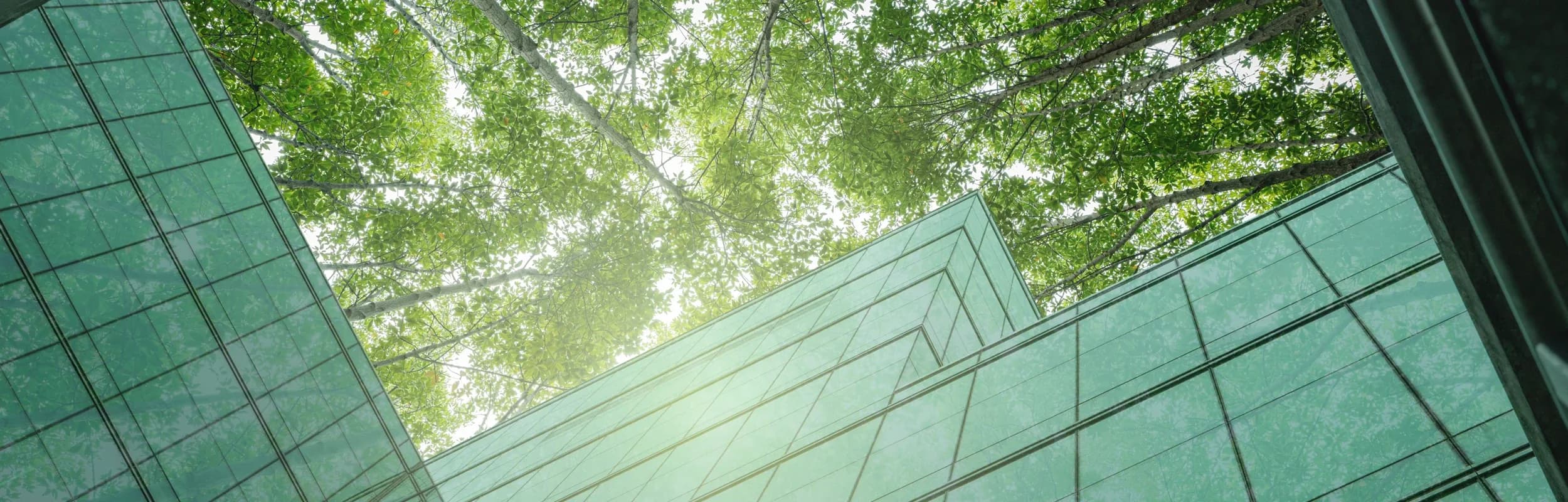 About SNOGENGREEN Banner